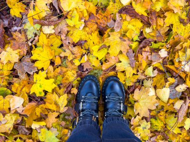 Top view of leather trendy shoes standing on autumn leaves in park