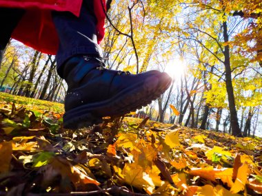 Walking ang kicking dry leaves in park with sun flare on background, wide angle view from the ground. Fall park with foliage on sunny day
