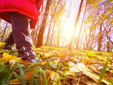 Walking ang kicking dry leaves in park with sun flare on background, wide angle view from the ground. Fall park with foliage on sunny day