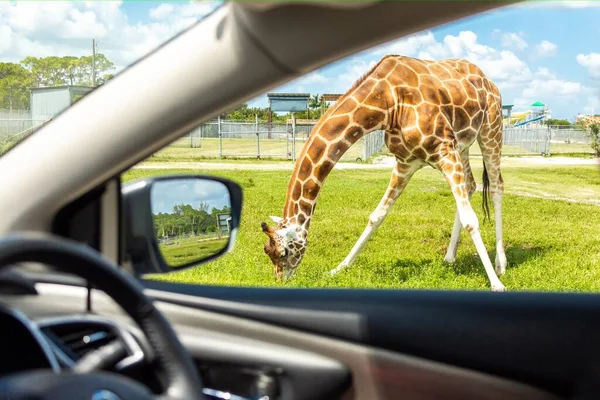 Zürafa Daki Bir Arabanın Safari Hayvanat Bahçesinden Geçerken Görüntüsü — Stok fotoğraf