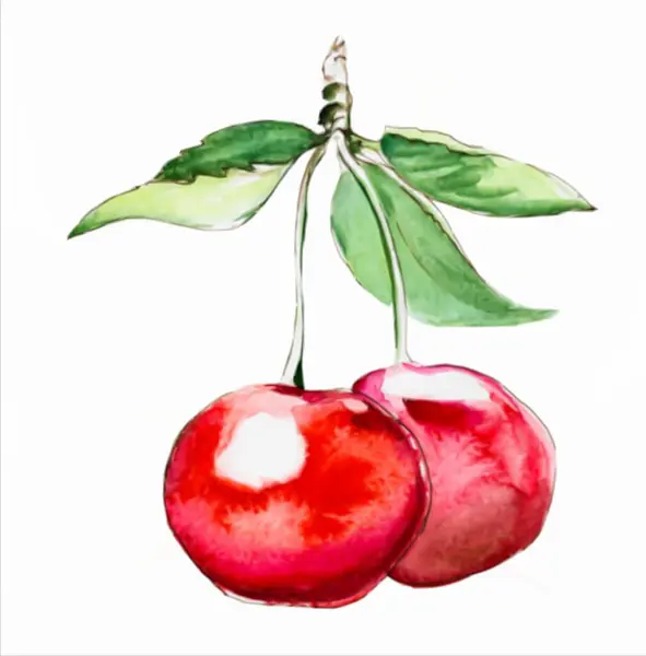 Håndtrukket Akvarellmaling Kirsebær Isolert Hvit Bakgrunn – stockvektor