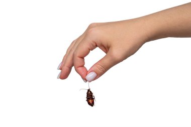Beyaz arka planda izole edilmiş ölü bir hamamböceğini tutan kadın.
