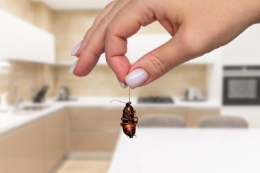 Temiz mutfakta ölü hamamböceği tutmak. Haşere kontrolü kavramı ve evdeki hijyenin önemi, düzenli temizlik ve haşere önleme ihtiyacını vurguluyor