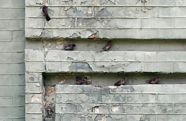 Sparrows on the old building wall in Kyiv Ukraine