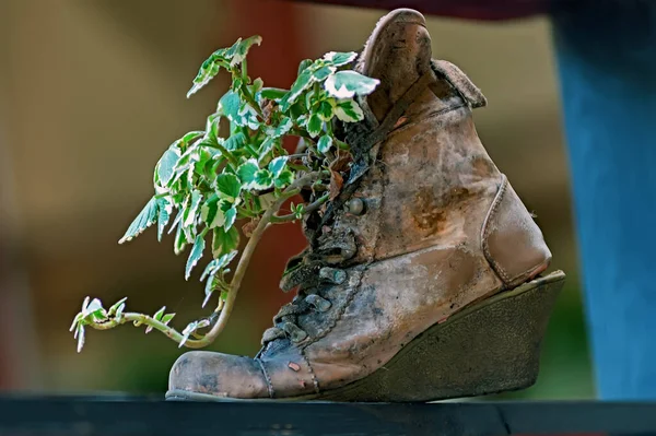 Planta Verde Sapato Velho — Fotografia de Stock