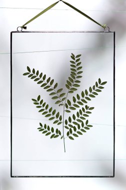 Duvarda asılı cam çerçeveler içinde ağaç dalından yapılmış yumuşak bitkiler.