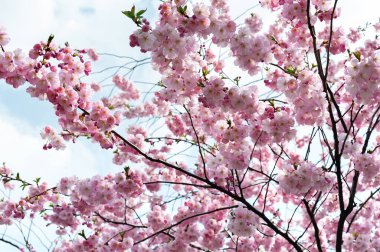 Parkta kiraz çiçeklerine yakın çekim