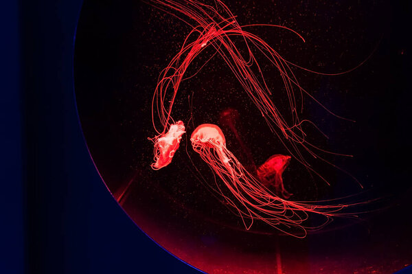 Red highlighted jelly fishes floating in aquarium