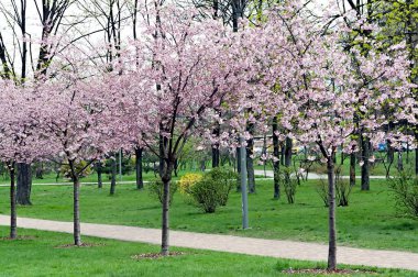 Kyiv Ukrayna 'daki Kyoto parkında kiraz çiçekleri