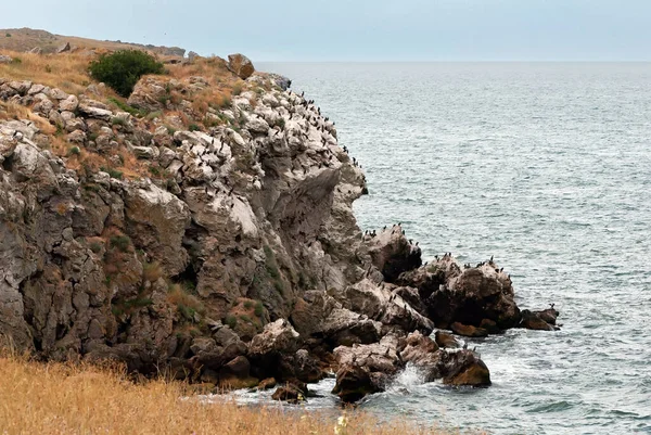 Flock Black Cormorants Rock Black Sea Ukraine — Stock Photo, Image