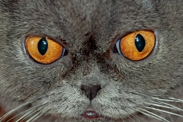 Zbliżenie Siwych Kocich Oczu — Zdjęcie stockowe