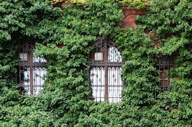 Pencere kenarındaki asma sarmaşık, ön taraftaki evin etrafı yabani üzümle kaplı.