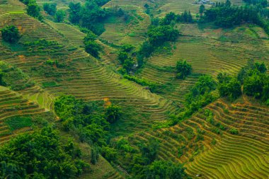 pirinç alan teraslar halinde sapa, vietnam