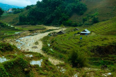 Sapa, Kuzey Vietnam 'da pirinç tarlaları