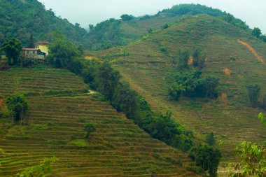 Manzara, Sapa, Vietnam yakınlarındaki pirinç tarlasını gösteriyordu.