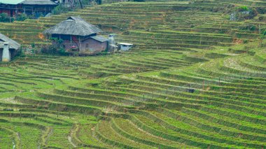 Manzara, Sapa, Vietnam yakınlarındaki pirinç tarlasını gösteriyordu.