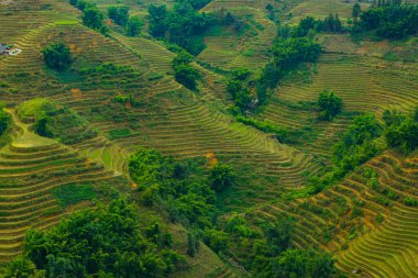 pirinç alan teraslar halinde sapa, vietnam