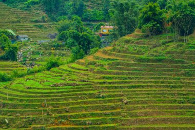 pirinç alan teraslar halinde sapa, vietnam