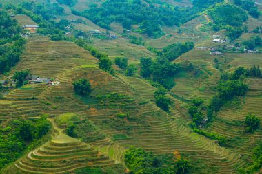 Sapa, Vietnam 'daki pirinç tarlaları.