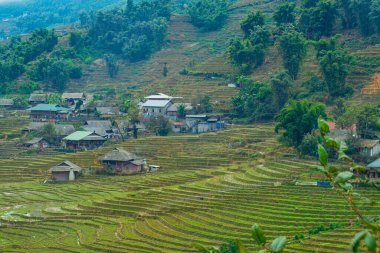 Sapa, Kuzey Vietnam 'da pirinç tarlaları.