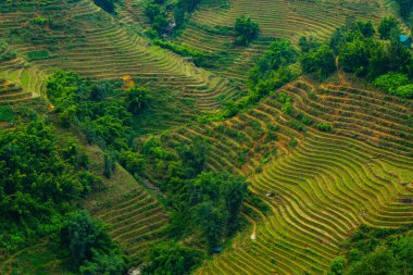 Sapa, Vietnam 'daki pirinç tarlaları.