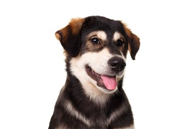 Öndeki köpek yavrusu beyaz arka planda izole edilmiş.