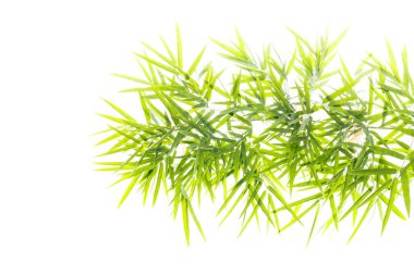Bambu yaprakları beyaz arkaplanda yalıtılmış.