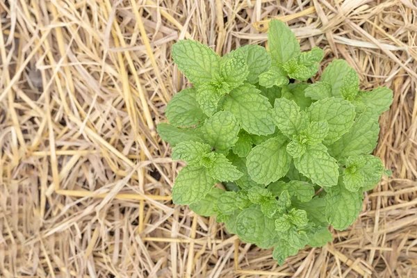 Mint plant grow at vegetable garden