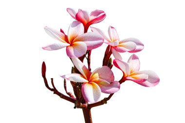 Beyaz arka plan üzerinde izole pembe frangipani çiçek