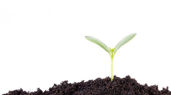 Новая концепция жизни. Молодое растение изолировано на белом фоне