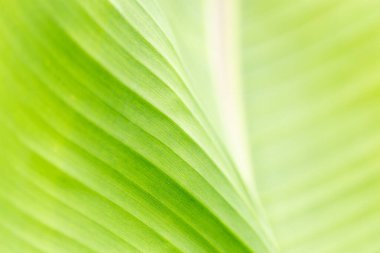 Yeşil doku ve muz yaprağının çizgileri