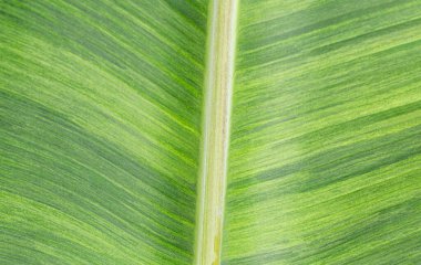 Yeşil doku ve muz yaprağının çizgileri