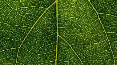 Arkaplan için soyut yeşil yaprak dokusu