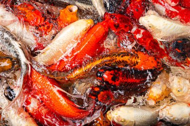 Havuzda yüzen renkli koi balıkları canlı kırmızı, beyaz, sarı ve turuncu desenli dinamik su dalgalanmaları yaratıyor..