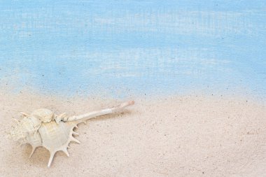 Yumuşak kumsalda dinlenen dikenli bir deniz kabuğu açık mavi ahşap bir arka planda, tropikal, kıyı ve yaz tatili atmosferini çağrıştırıyor..