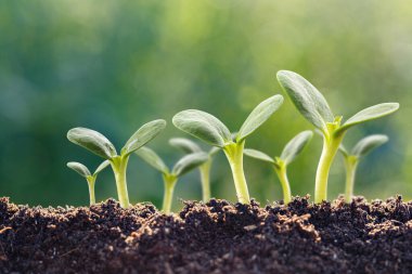 Bereketli topraklarda yetişen yeşil fidelerin oluşturduğu sıra büyümeyi, doğayı ve sürdürülebilirliği sembolize ediyor..