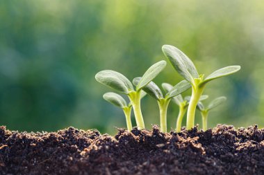 Zengin topraktan çıkan yeşil fidanlar kümesi büyümeyi, sürdürülebilirliği ve doğayı simgeliyor..