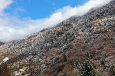Changping Vadisi, Siguniang Ulusal Parkı 'nın batı Sichuan' da uçan insansız hava fotoğrafçılığı..