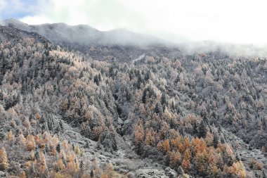 Drone aerial photography flying Landscape of Changping Valley, Siguniang National Park in western Sichuan of China. clipart