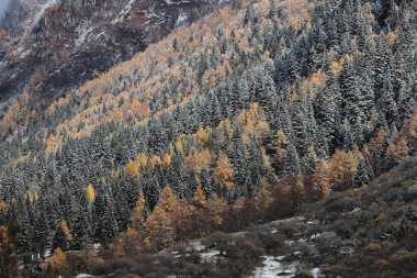 Changping Vadisi, Siguniang Ulusal Parkı 'nın batı Sichuan' da uçan insansız hava fotoğrafçılığı..