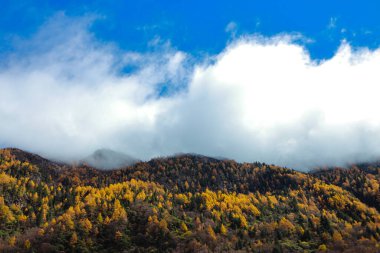 Changping Vadisi, Siguniang Ulusal Parkı 'nın batı Sichuan' da uçan insansız hava fotoğrafçılığı..