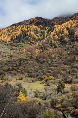 Changping Vadisi, Siguniang Ulusal Parkı 'nın batı Sichuan' da uçan insansız hava fotoğrafçılığı..