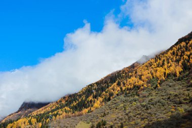 Changping Vadisi, Siguniang Ulusal Parkı 'nın batı Sichuan' da uçan insansız hava fotoğrafçılığı..