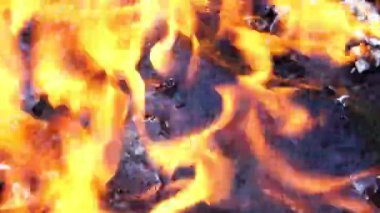 Ormanda büyük şenlik ateşi yanıyor. 