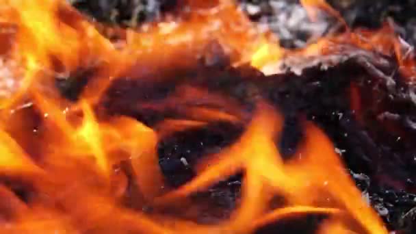 森の中で燃える大きな焚き火 — ストック動画