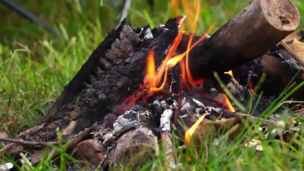 Ormanda Yakıcı Şenlik Ateşi — Stok video
