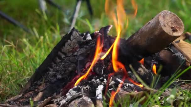 Hoguera Ardiendo Bosque — Vídeos de Stock