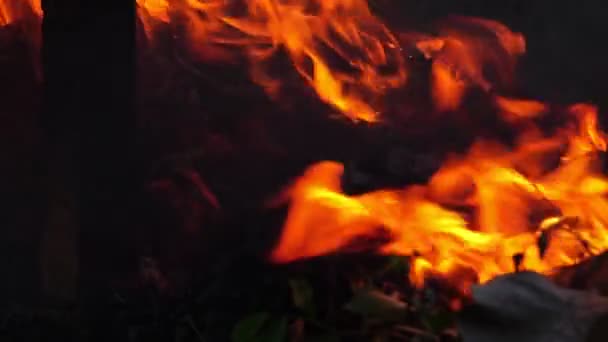 Primer Plano Incendio Forestal Llamas — Vídeo de stock