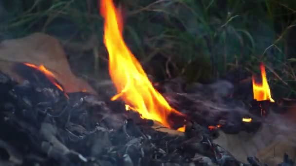 Закрыть Горящий Лесной Пожар — стоковое видео