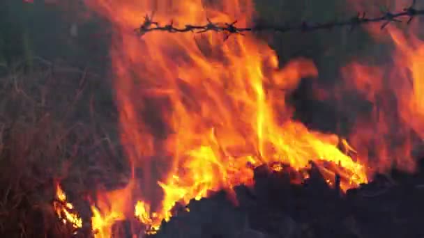 Закрыть Горящий Лесной Пожар — стоковое видео